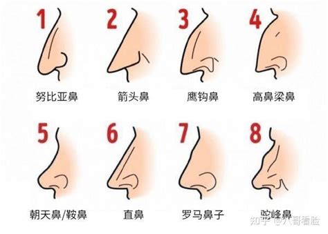 鼻子尖面相|十五种鼻型，你属于哪一种？